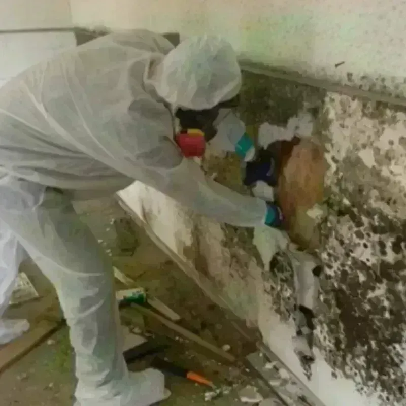 Mold Remediation and Removal in Madison, MN